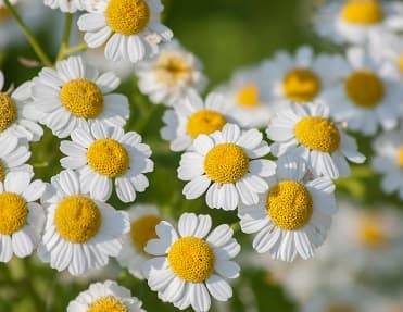 Feverfew