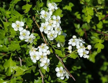 hawthorn