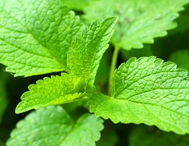 lemon balm