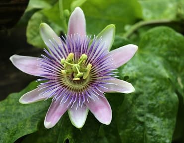 Passionflower